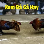 Mẹo tham gia cá cược đá gà trực tiếp C3 hiệu quả cho cược thủ