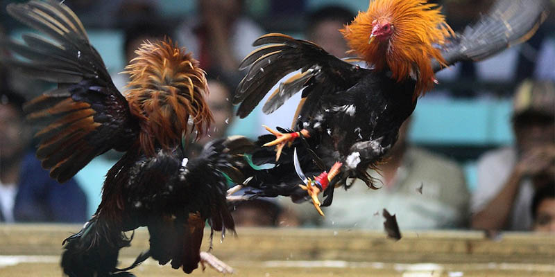 Các trận đá gà cựa dao trực tiếp có điểm gì hấp dẫn?