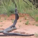 Mơ thấy 2 con rắn cắn nhau