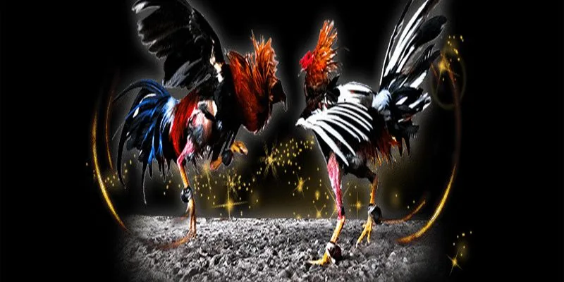 Cách nuôi gà đá tới pin theo phác đồ “Red Fire”